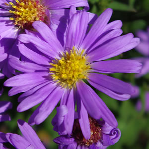 Aster nova-belgii Royal Opal 